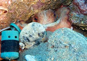 wwf---mostra-fotografica--mediterraneo--un-mare-da-scoprire----immagini-wwf---mostra-fotografica--mediterraneo--un-mare-da-scoprire----immagini_(2).jpg