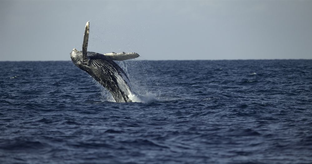 National Geographic - Il segreto delle balene