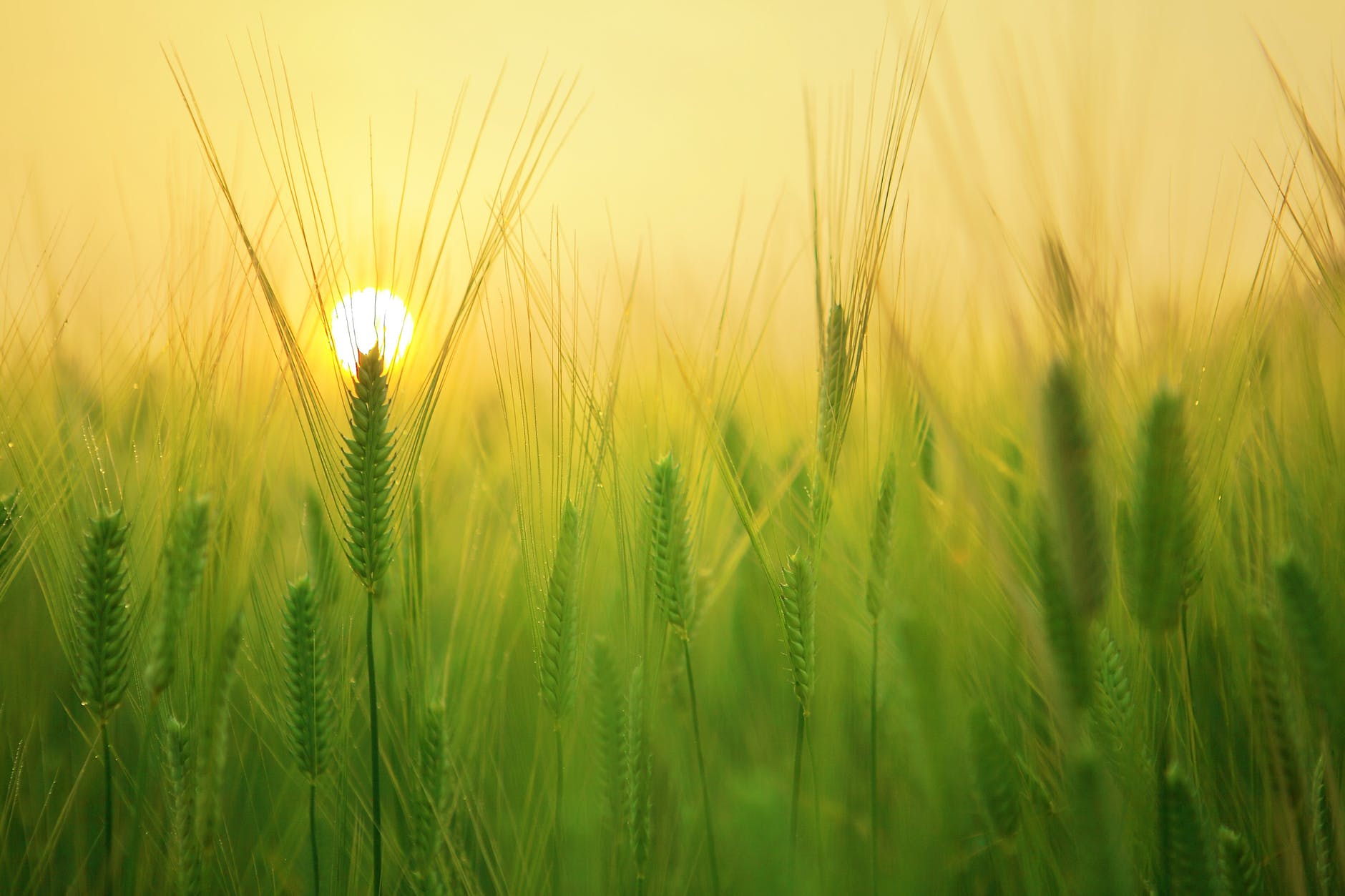 L'agricoltura verticale, cos'è e come funziona la coltivazione a casa che sfida i vari lockdown