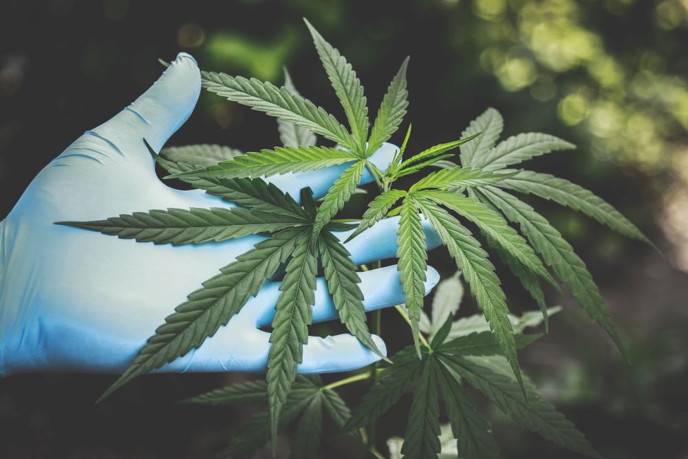 Cannabis light: come sta andando il mercato nel 2021?