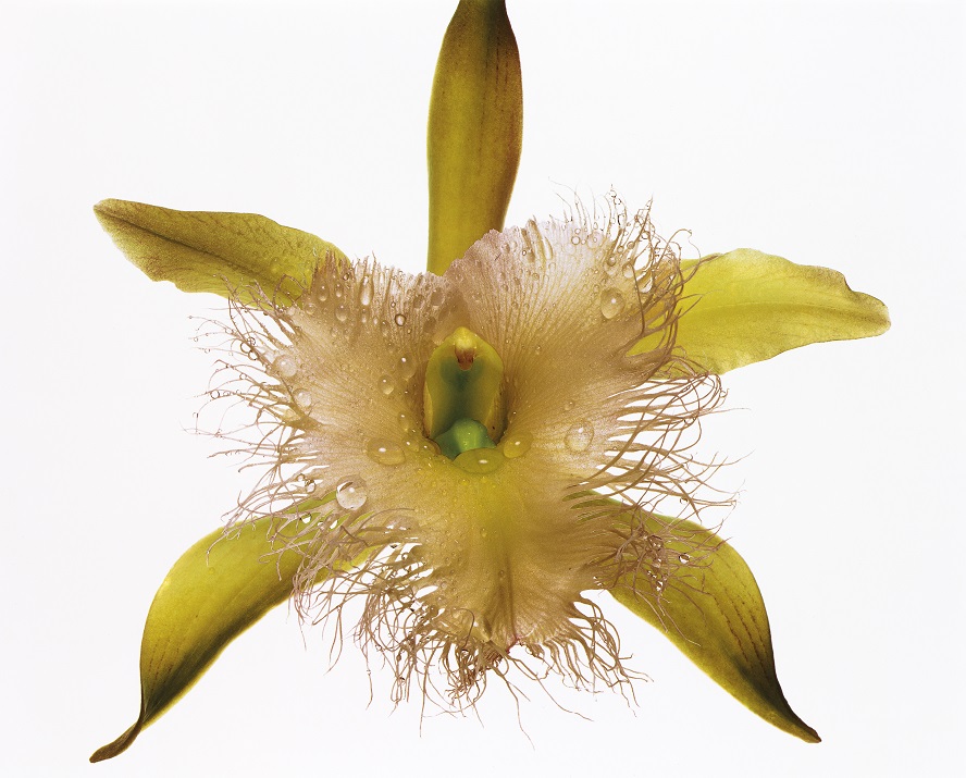 mostra-milano---irving-penn---immagini-Orchid_-_Rhyncholaelia_Digbyana.jpg