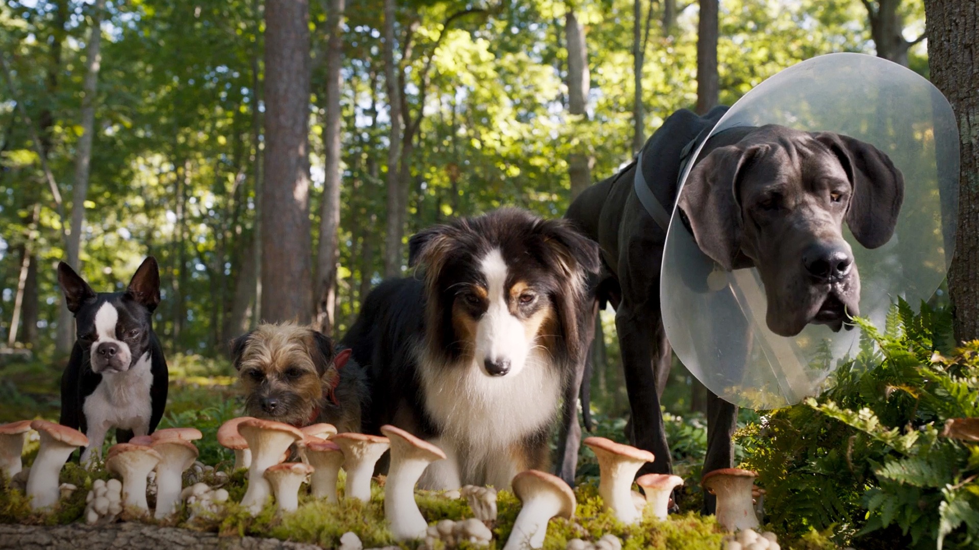 Film Doggy Style al cinema, vita da cani randagi abbandonati: trama, cast e uscita