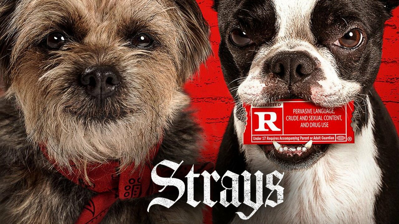 Film Strays - video