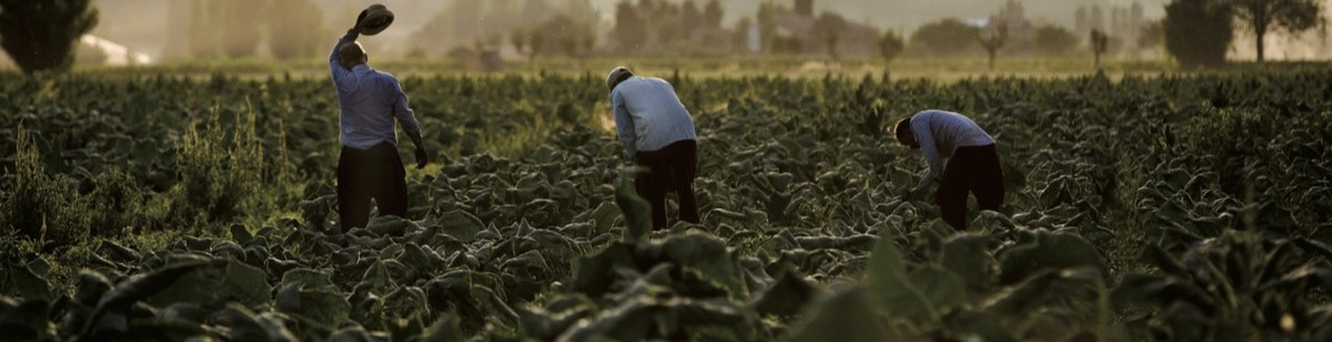 Innovare la tradizione, come la Compagnia Toscana Sigari ha creato i primi sigari Fumé