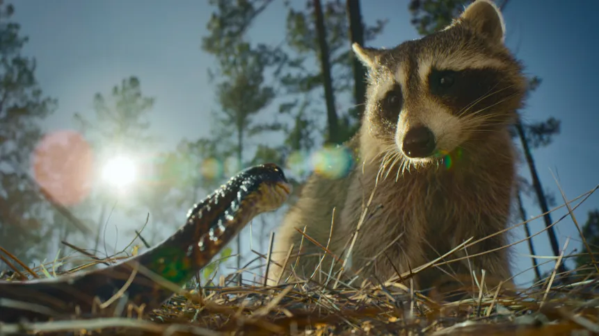 Docu-serie horror Nightmares of Nature con la voce narrante di Maya Hawke