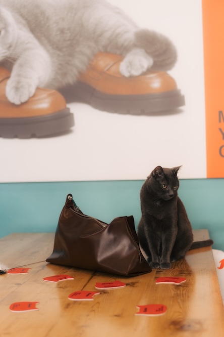 Bata FW26-27: gatti protagonisti e giudici di comfort a Milano