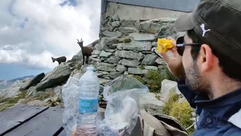 Gli stambecchi del Robinet