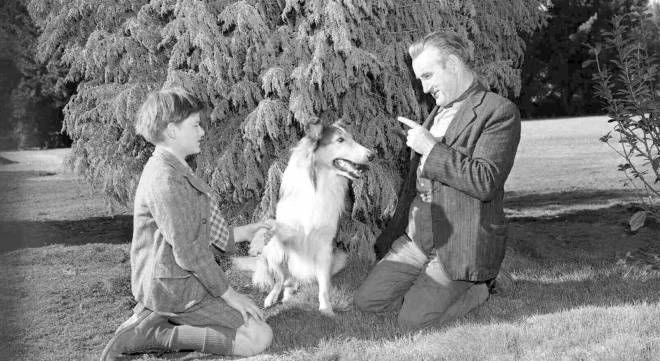 Torna a casa, Lassie!: il film classico sulla moralità tra animali e uomini